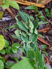 Aceria caliberberis