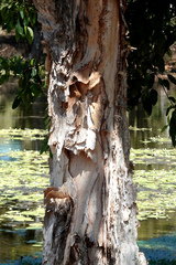 Melaleuca leucadendra