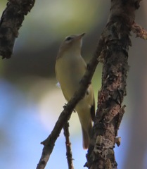 Vireo gilvus
