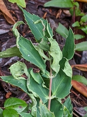 Aceria caliberberis