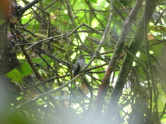 Androdon aequatorialis