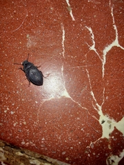 Tenebrionidae