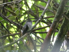 Androdon aequatorialis