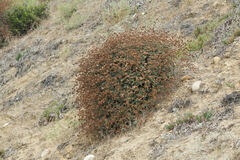Eriogonum cinereum