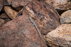 Urosaurus nigricauda
