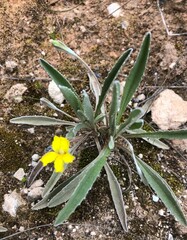 Goodenia willisiana