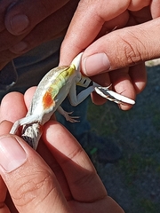 Callisaurus draconoides