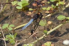 Crocothemis nigrifrons