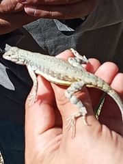 Callisaurus draconoides