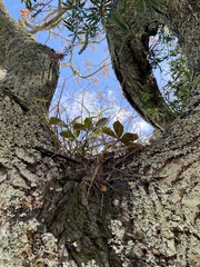 Pseudopanax lessonii