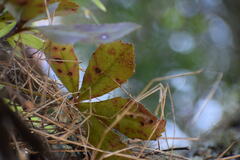 Pseudopanax lessonii