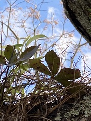 Pseudopanax lessonii