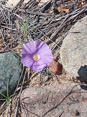 Ipomoea ternifolia leptotoma