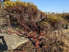 Arctostaphylos columbiana