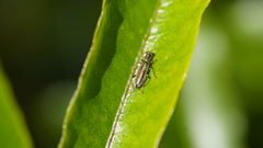 Lemidia subaenea