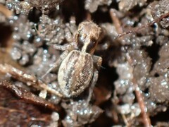 Maratus