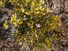 Arctostaphylos columbiana