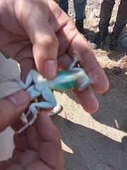 Callisaurus draconoides