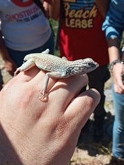Callisaurus draconoides
