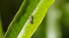 Lemidia subaenea