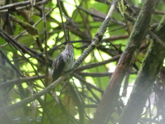 Androdon aequatorialis