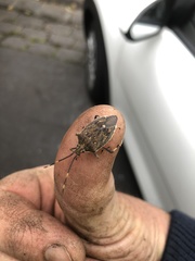 Poecilometis strigatus