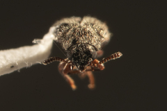 Melyridae