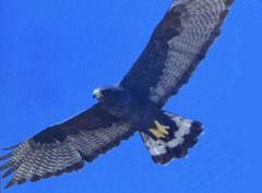 Buteo albonotatus