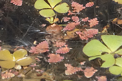 Azolla pinnata