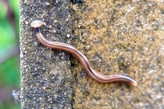 Bipaliinae