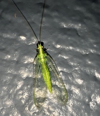 Chrysoperla comanche