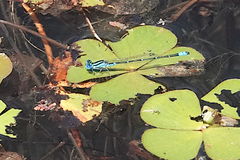Austroagrion watsoni