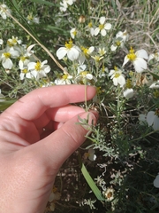 Zinnia acerosa