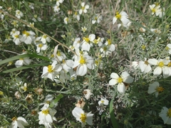 Zinnia acerosa