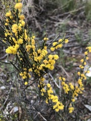 Acacia spinescens