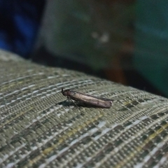 Elasmopalpus lignosella