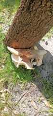 Omphalotus nidiformis