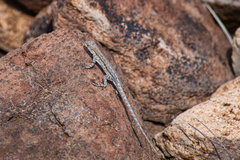 Urosaurus nigricauda