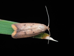 Tachystola acroxantha