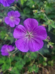 Geranium