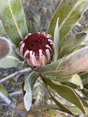 Protea lorifolia