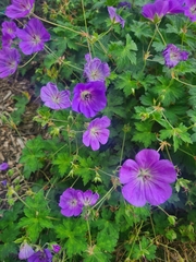 Geranium