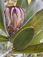 Protea lorifolia