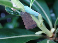 Ricaniidae