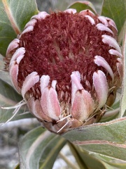 Protea lorifolia