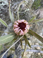 Protea lorifolia