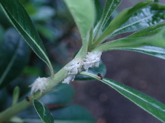 Ricaniidae