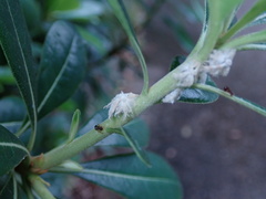 Ricaniidae