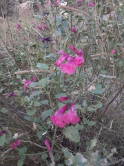 Salvia lemmonii