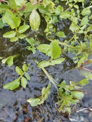 Nasturtium officinale